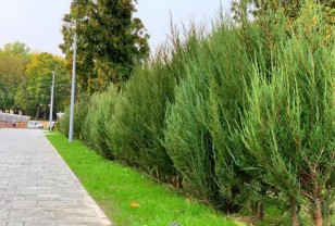 225 новых растений высадили в Парке Пионеров в Смоленске