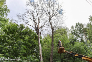 В Смоленске ведут ежедневный мониторинг аварийных деревьев