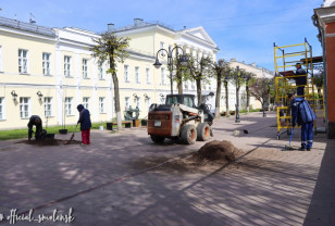 300 деревьев и 150 кустарников планируют высадить в мае в Смоленске в рамках компенсационного озеленения