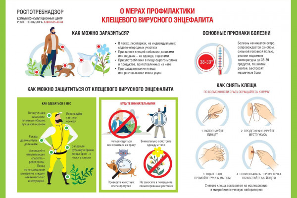 В Смоленской области работает «горячая линия» по профилактике клещевого энцефалита 
