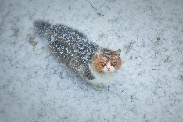 Синоптики спрогнозировали небольшой снег и до минус 3 градусов в Смоленске 28 января